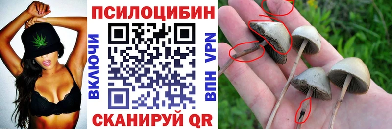 Купить  Духовщина  Псилоцибиновые грибы мицелий 